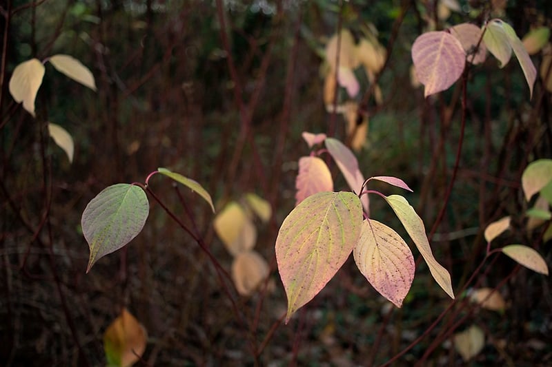Botanical Muse - Darren Filkins Photographer