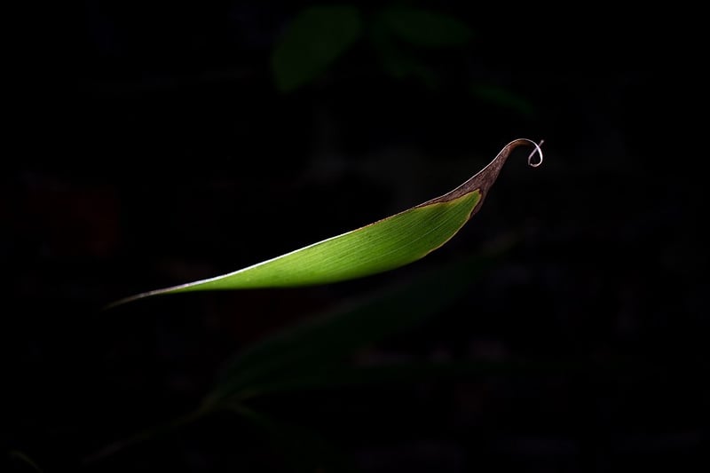 Bamboo Leaf - Darren Filkins Photographer