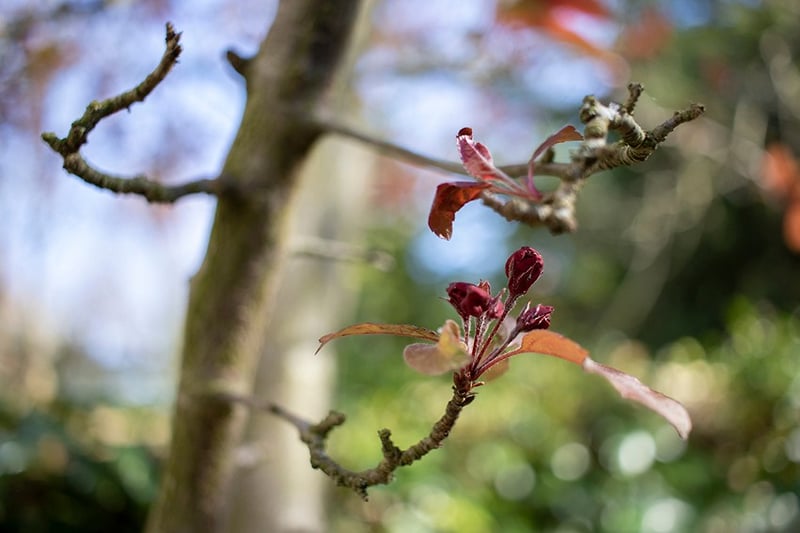 Black Cherry #1 - Darren Filkins Photographer