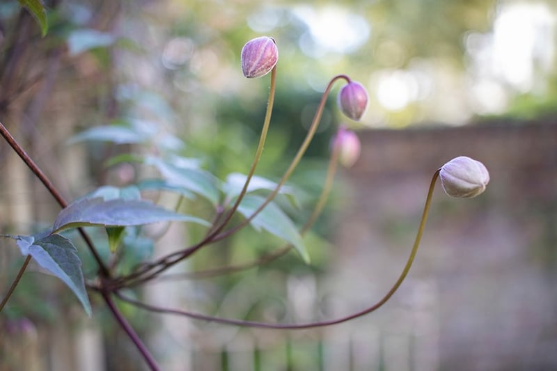 Clamatis Montana #1 - Darren Filkins Photographer