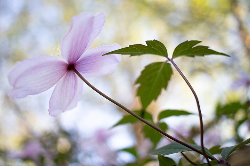 Clamatis Montana #2 - Darren Filkins Photographer