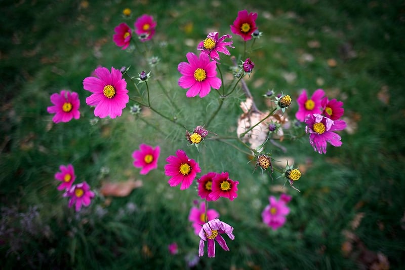 Cosmos - Darren Filkins Photographer