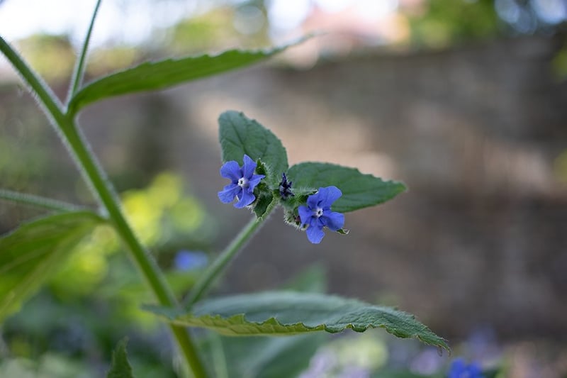 Green Alkanet - Darren Filkins Photographer