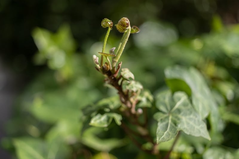 Hedera Helix - Darren Filkins Photographer