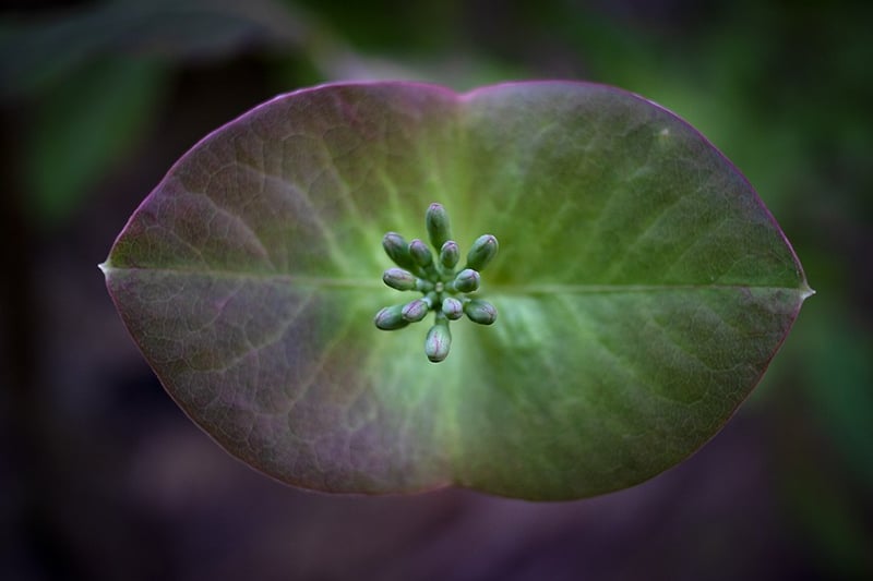 Honeysuckle #1 - Darren Filkins Photographer