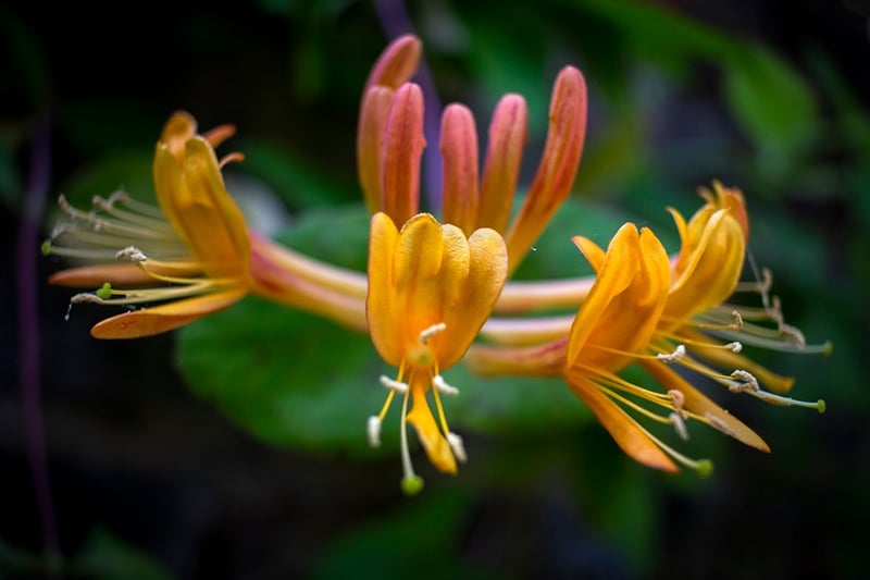 Honeysuckle #2 - Darren Filkins Photographer