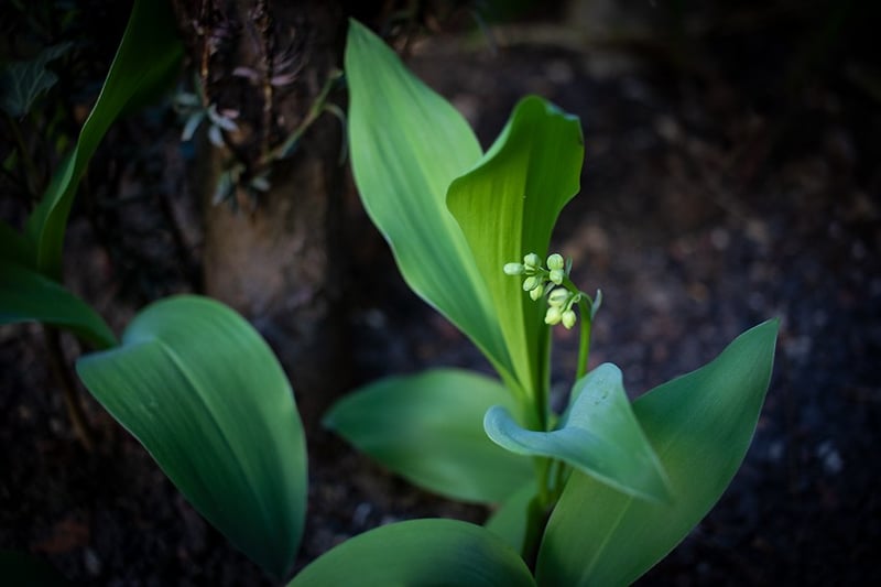 Lilly of the Valley - Darren Filkins Photographer