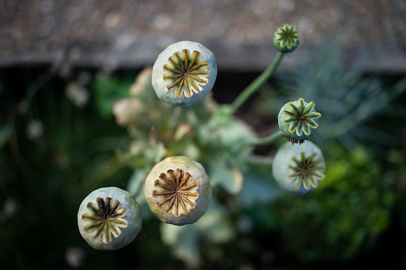 Poppies - Darren Filkins Photographer