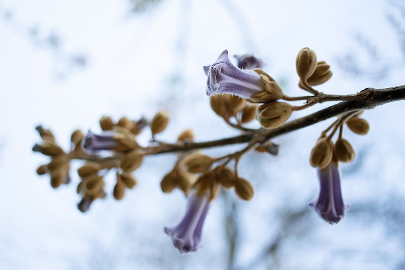Paulownia - Darren Filkins Photographer