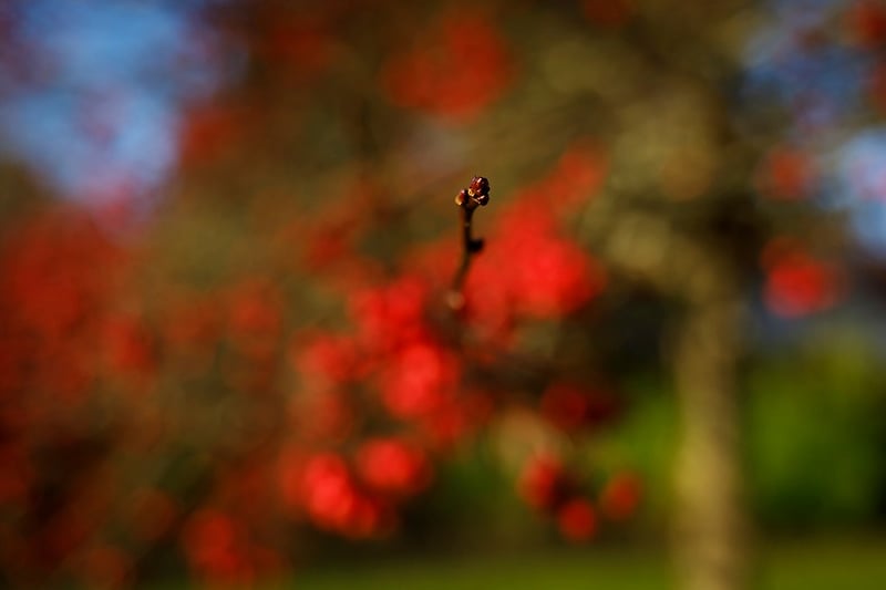 Prunifolia - Darren Filkins Photographer