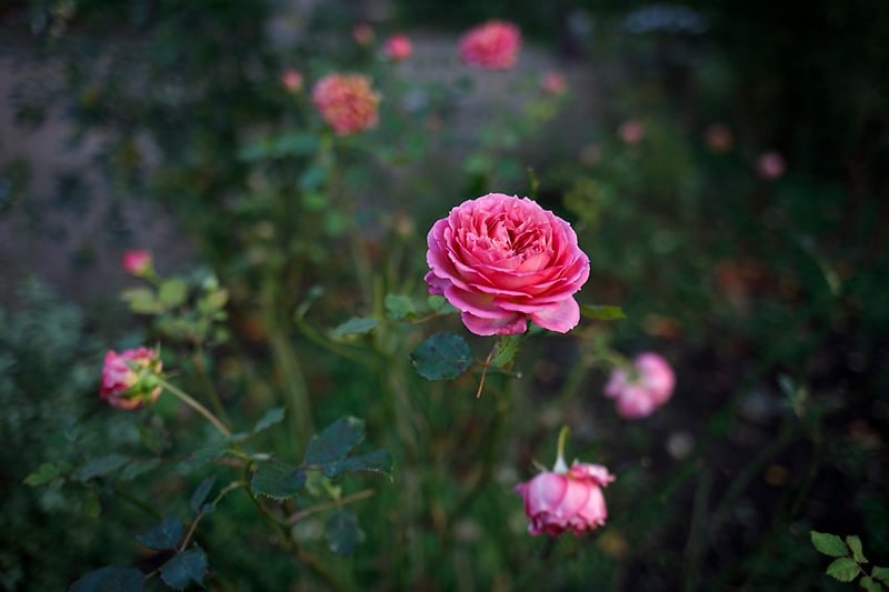 Botanical Muse - Darren Filkins Photographer