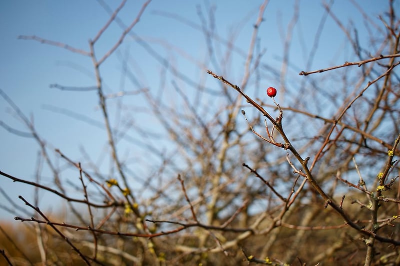 Botanical Muse - Darren Filkins Photographer