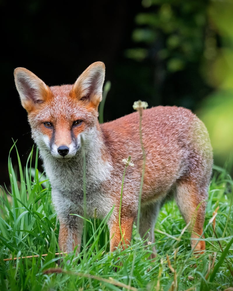 Fox - Francis Peppett Photography