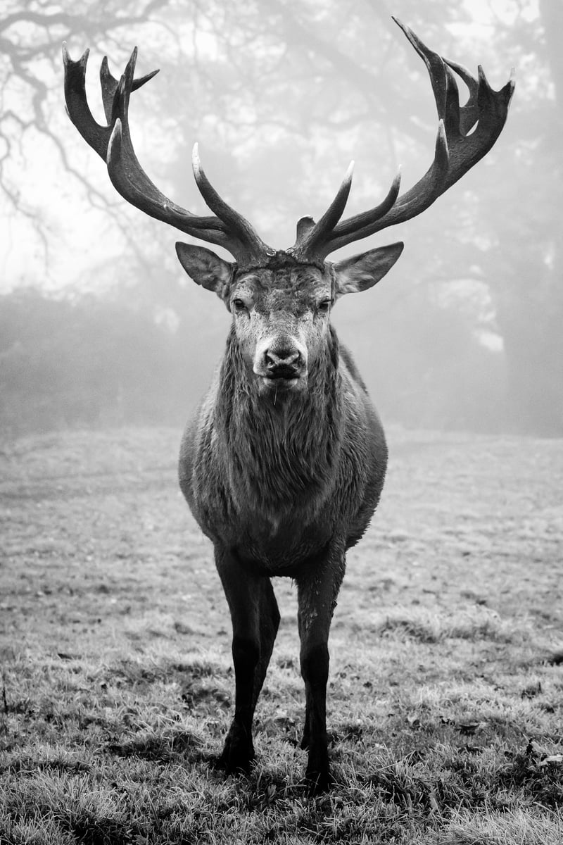Monarch - Francis Peppett Photography