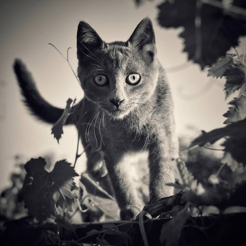 Pantera - Francis Peppett Photography