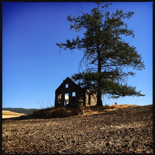 Lone Tree - G R Gardner Photography