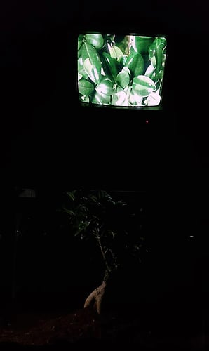 The Natural The Uncleansed And The Foreign Lebanon 2019 - GuestRoomMaribor
