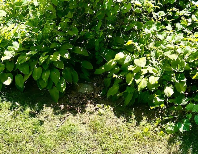 Corduroy's resting place among the hostas. - CHARLIE HUNTER hunter-studio