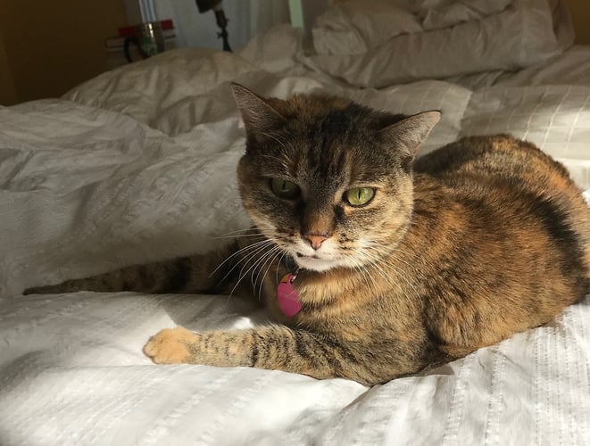 In her first days in Vermont, Corduroy was none too sure about Dad. - CHARLIE HUNTER hunter-studio