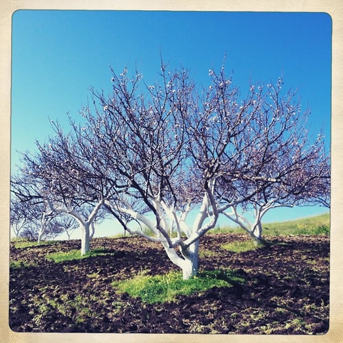 Apricot Tree - Jeanine Brandi Photography