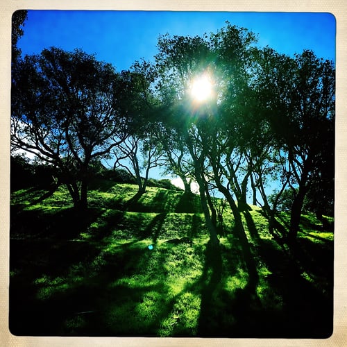 Shine Through - Jeanine Brandi Photography
