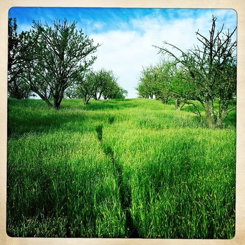 Path: almond orchard - Jeanine Brandi Photography