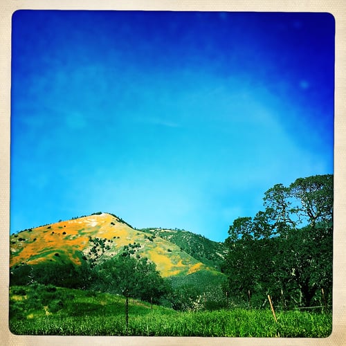 Figueroa Mountain - Jeanine Brandi Photography