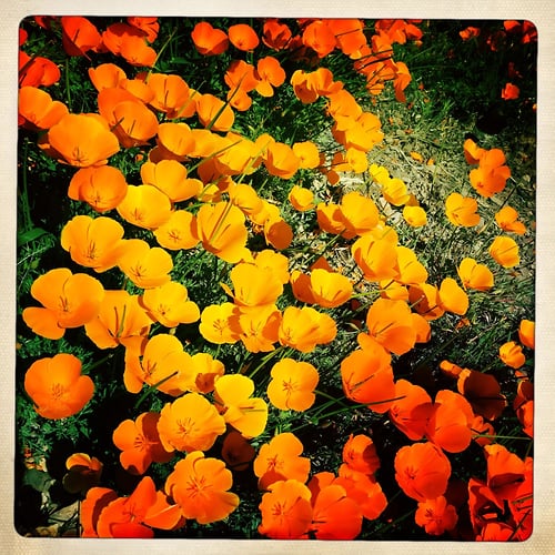 California Poppies - Jeanine Brandi Photography