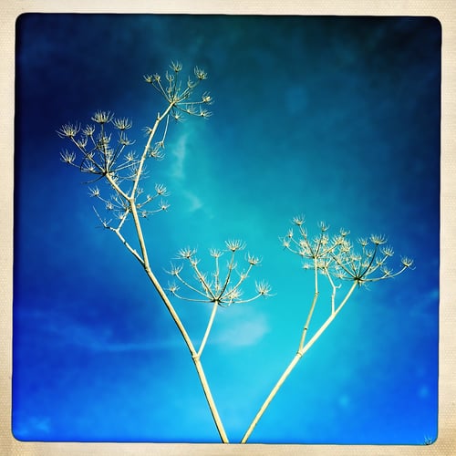 Botanic Structure - Jeanine Brandi Photography