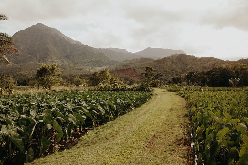 Hutton Kenna Kauai Hi - Jordan Voth | Portrait & Lifestyle Photographer
