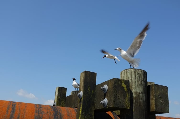 A Very Casual Fuji X100 Review - kevin do!