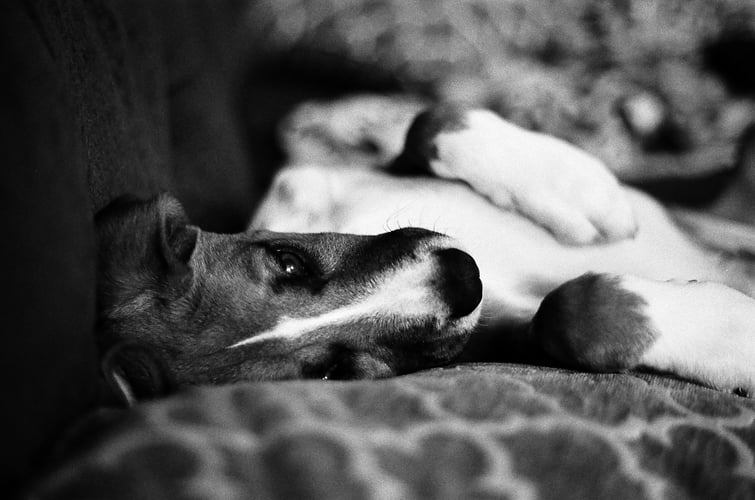 Bad Luck Good News - kevin do!