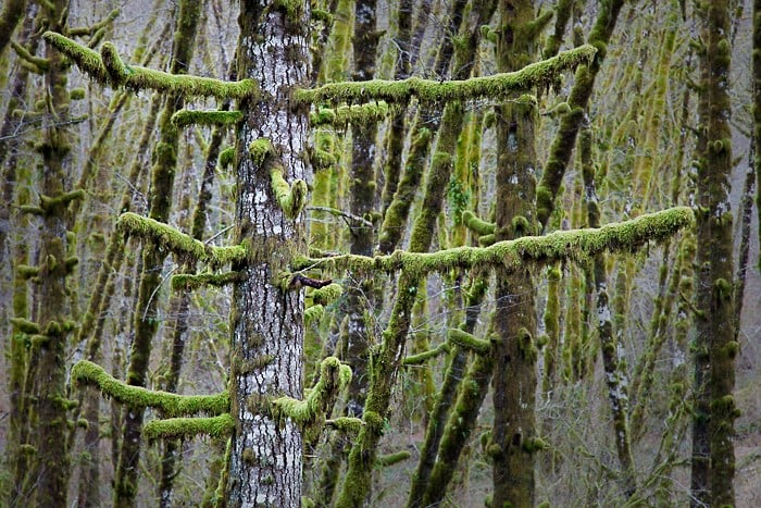 Mossy Branches, Tillamook State Forest, OR - Kirk Marshall Photography
