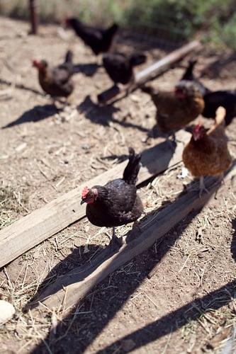 Grayce Ben - Mara LeBlanc