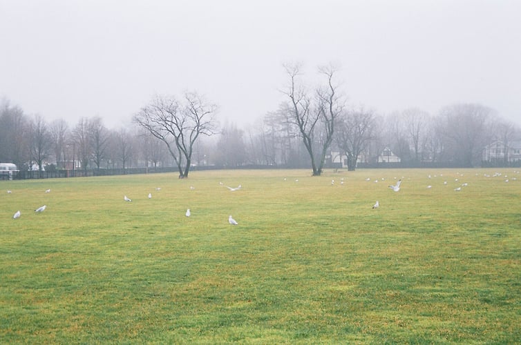 fog gulls - Margaret Murphy Photography