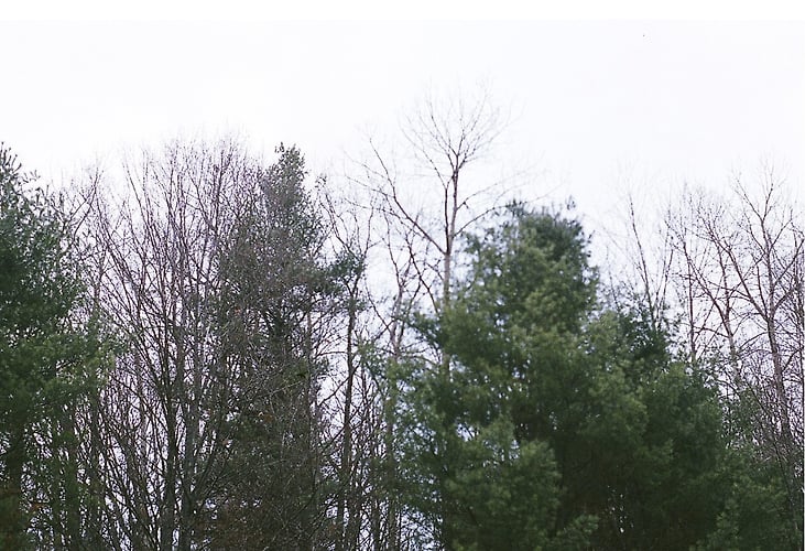 treetops - Margaret Murphy Photography