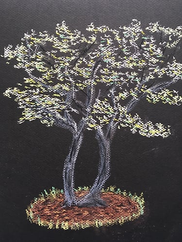 Dogwood Tree in Spring - Penney De Pas