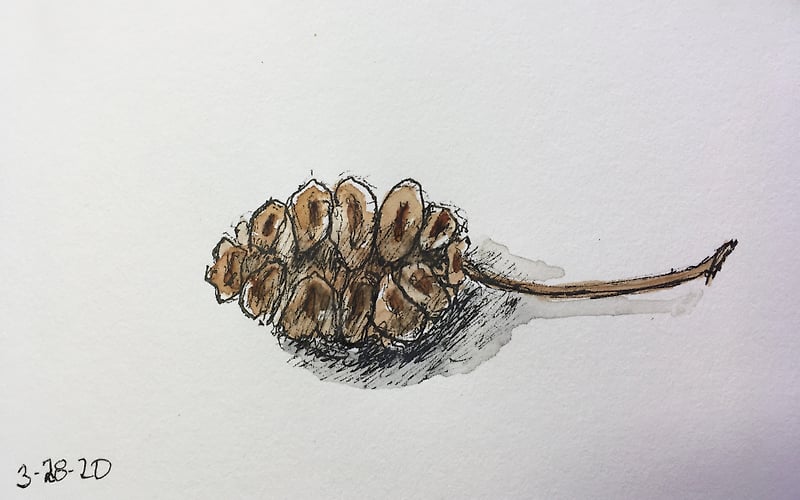 Miniature Pinecone - Mini - Penney De Pas