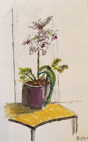Waiting Room Orchid in Planter - Mini - Penney De Pas