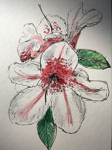 Two Encore Azalea Blooms-Mini - Penney De Pas