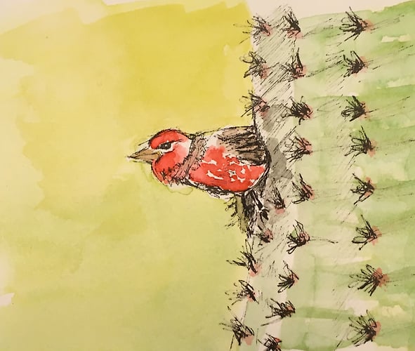 PeekABoo: Red House Finch and Saguaro - Mini - Penney De Pas