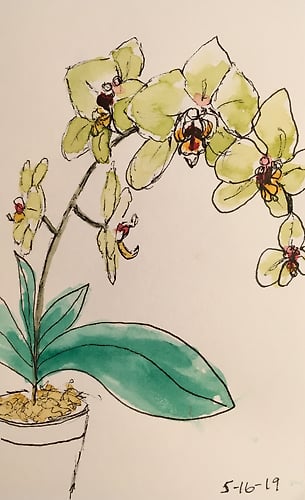 Yellow Orchids - Mini - Penney De Pas