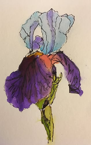 Blue and Purple Bearded Iris - Mini - Penney De Pas