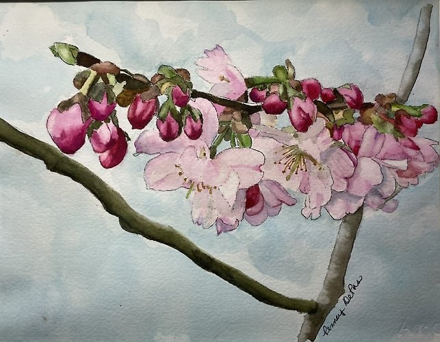 Apple Blossoms on a Branch - Penney De Pas