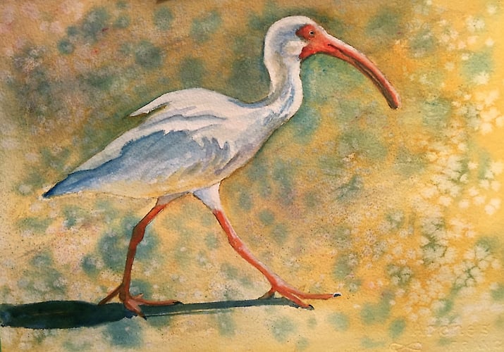 Walking Ibis - Penney De Pas