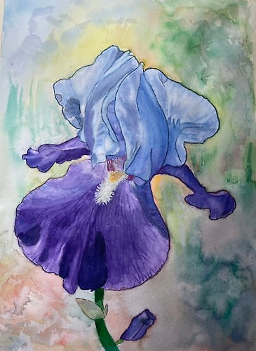 Blue & Lavender Iris - Penney De Pas