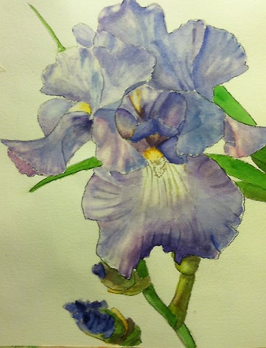 Light Blue Iris - Penney De Pas