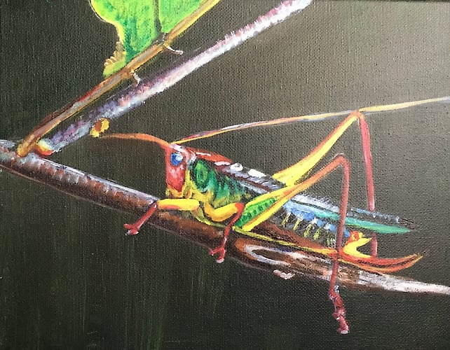 Meadow Katydid photobombed by Walking Stick - Penney De Pas