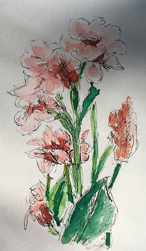 Peach Cannas - Mini - Penney De Pas