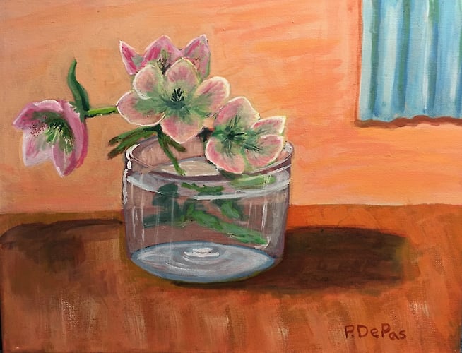 Helleborus - Penney De Pas